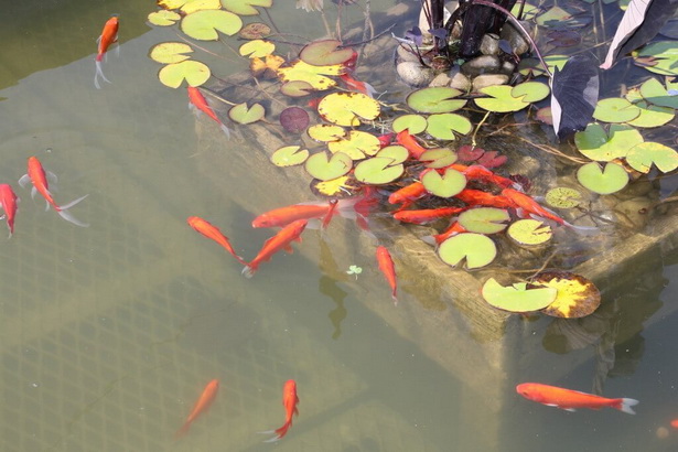 goldfish-pond-25_5 Езерце за златни рибки
