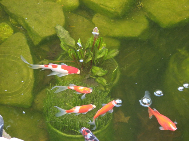 goldfish-pond-25_6 Езерце за златни рибки