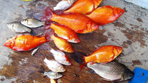 goldfish-pond-25_7 Езерце за златни рибки