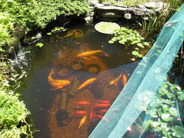 goldfish-pond-25_8 Езерце за златни рибки