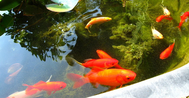 goldfish-pond-25_9 Езерце за златни рибки