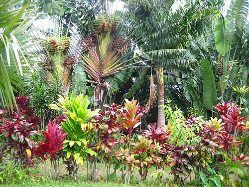 hawaiian-garden-design-90_18 Хавайска градина дизайн
