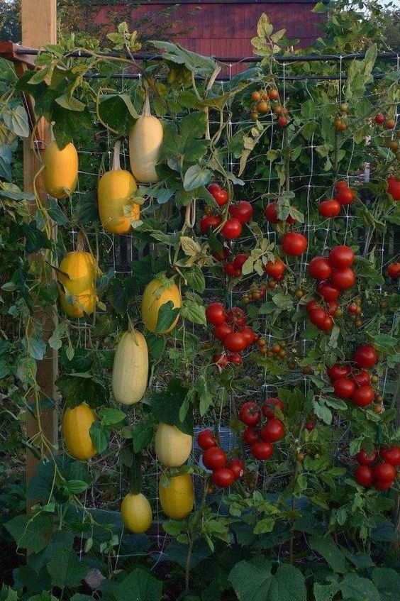 home-vegetable-garden-ideas-12_10 Основен идеи за зеленчукова градина