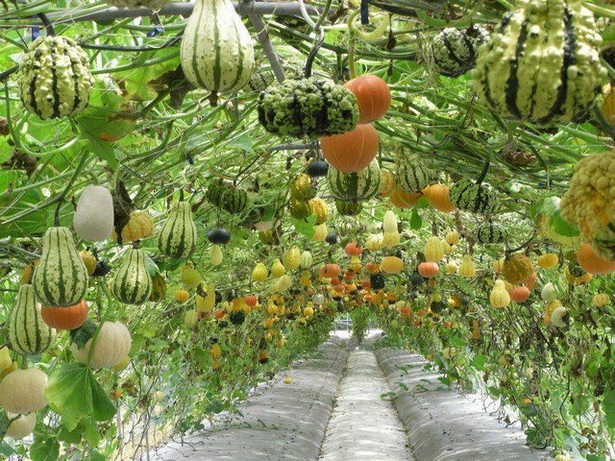 home-vegetable-garden-ideas-12_13 Основен идеи за зеленчукова градина