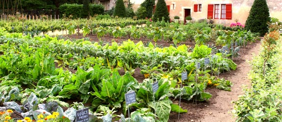 home-vegetable-garden-ideas-12_19 Основен идеи за зеленчукова градина
