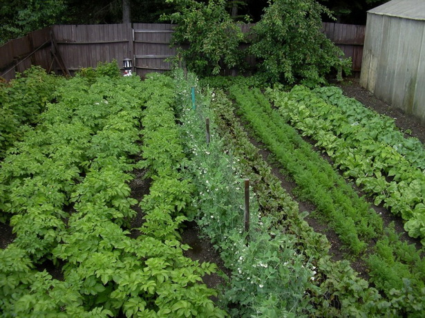 home-vegetable-garden-ideas-12_4 Основен идеи за зеленчукова градина
