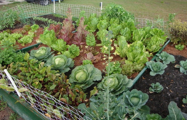 home-vegetable-garden-26_14 Начало зеленчукова градина