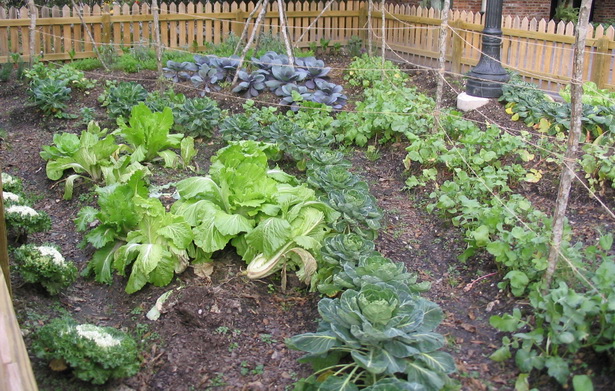 home-vegetable-garden-26_3 Начало зеленчукова градина
