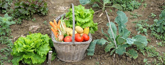 Начало зеленчукови градини