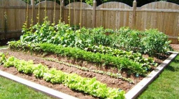 home-vegetable-gardens-46_13 Начало зеленчукови градини