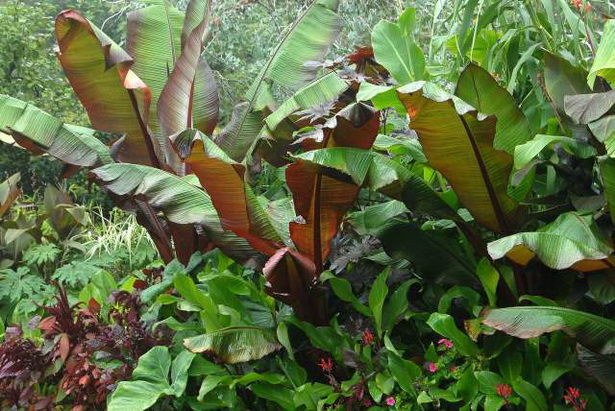 images-of-tropical-gardens-44_11 Снимки на тропически градини
