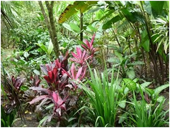 images-of-tropical-gardens-44_6 Снимки на тропически градини