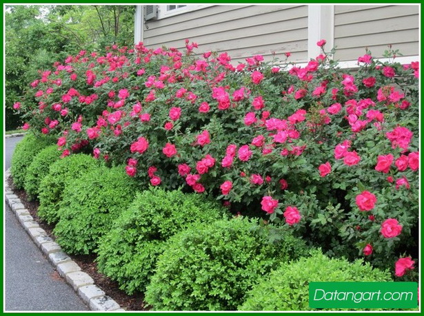 inexpensive-landscaping-ideas-for-small-front-yard-33_2 Евтини идеи за озеленяване за малък преден двор