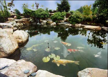 koi-garden-pond-30_9 Кой градинско езерце