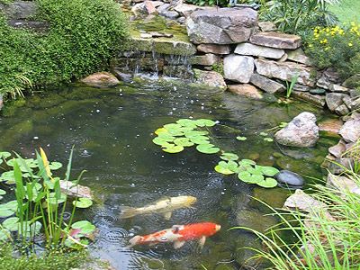 koi-pond-maintenance-91_4 Поддръжка кой езерце