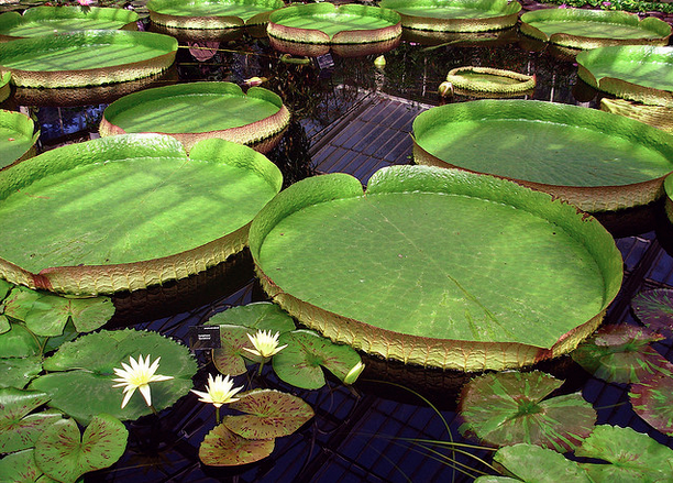 koi-pond-plants-76 Езерце кои растения