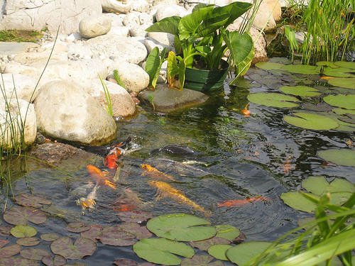 koi-pond-plants-76_10 Езерце кои растения