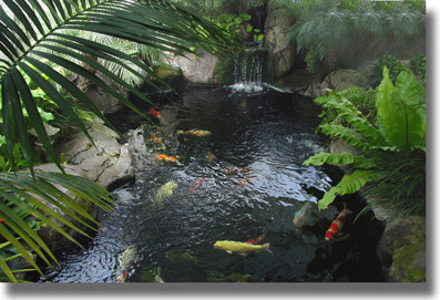 koi-pond-plants-76_3 Езерце кои растения