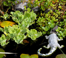 koi-pond-plants-76_7 Езерце кои растения