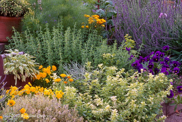 landscaping-with-herbs-17 Озеленяване с билки