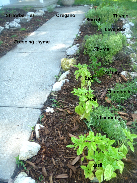 landscaping-with-herbs-17_10 Озеленяване с билки