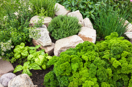 landscaping-with-herbs-17_15 Озеленяване с билки