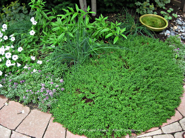 landscaping-with-herbs-17_18 Озеленяване с билки
