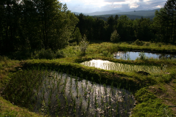 large-pond-design-ideas-58 Големи идеи за дизайн на езерце