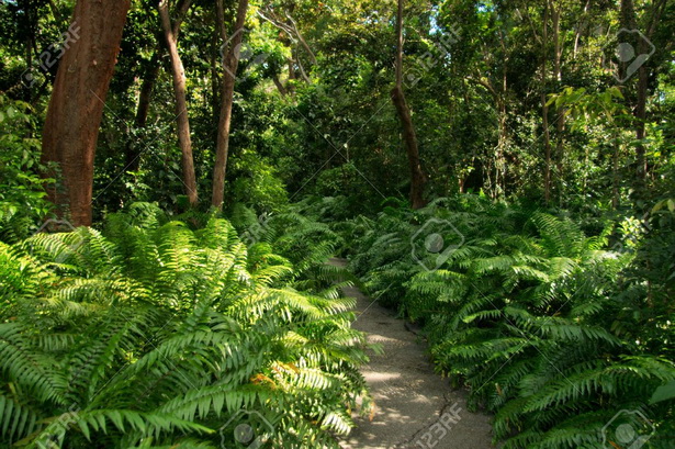 lush-tropical-gardens-29_5 Буйни тропически градини