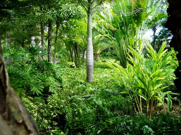 lush-tropical-plants-97 Буйни тропически растения