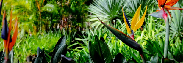 lush-tropical-plants-97_10 Буйни тропически растения