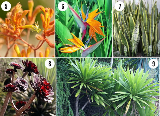 lush-tropical-plants-97_11 Буйни тропически растения