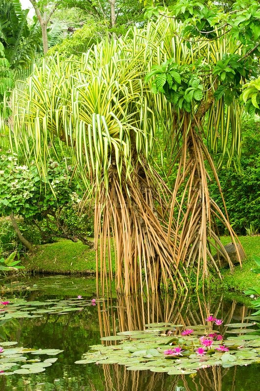 lush-tropical-plants-97_18 Буйни тропически растения