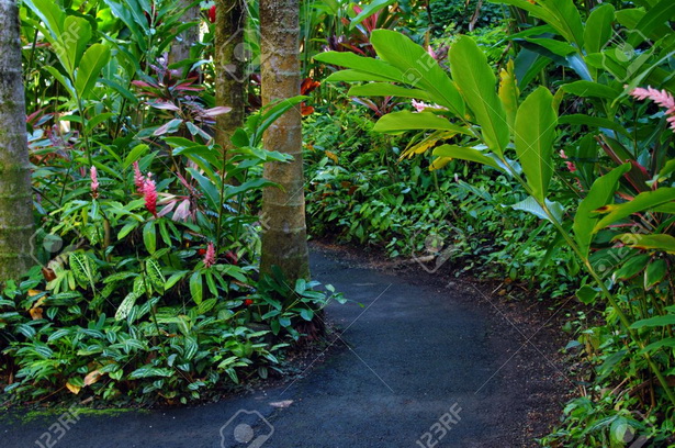 lush-tropical-plants-97_2 Буйни тропически растения