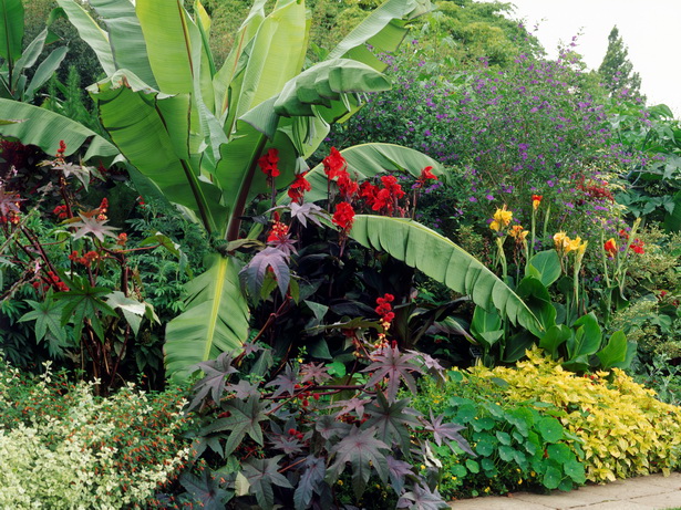lush-tropical-plants-97_5 Буйни тропически растения
