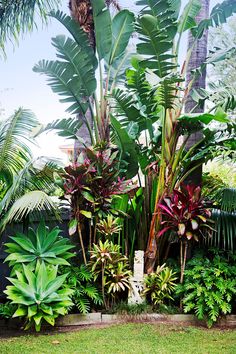 lush-tropical-plants-97_9 Буйни тропически растения