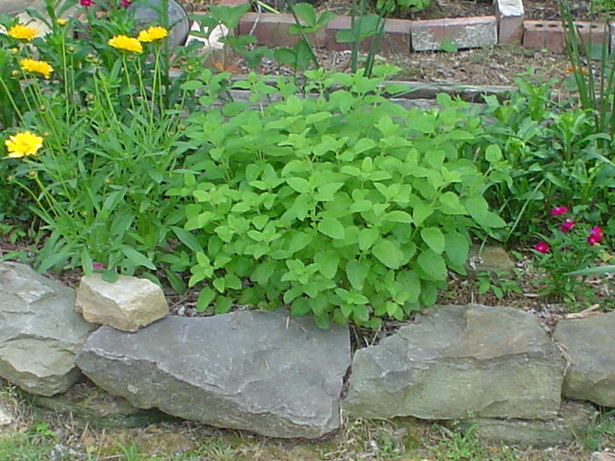my-herb-garden-12_8 Моята билкова градина