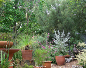 native-australian-garden-design-ideas-50_10 Идеи за австралийски градински дизайн
