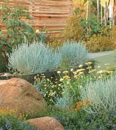 native-australian-garden-design-ideas-50_13 Идеи за австралийски градински дизайн