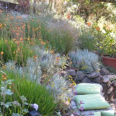 native-australian-garden-design-ideas-50_4 Идеи за австралийски градински дизайн