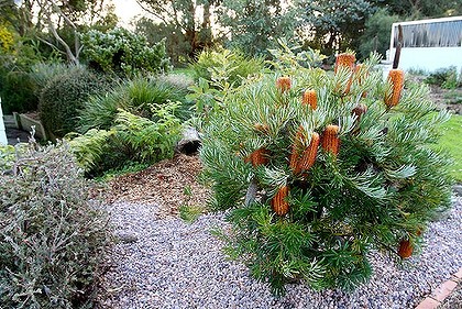native-australian-garden-design-ideas-50_5 Идеи за австралийски градински дизайн