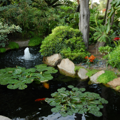natural-koi-pond-design-49 Естествен дизайн на езерце кои