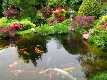 natural-koi-pond-design-49_10 Естествен дизайн на езерце кои