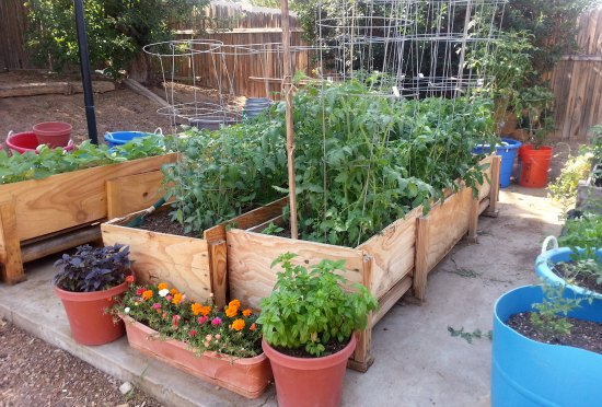organic-container-gardening-34_16 Органични контейнери градинарство