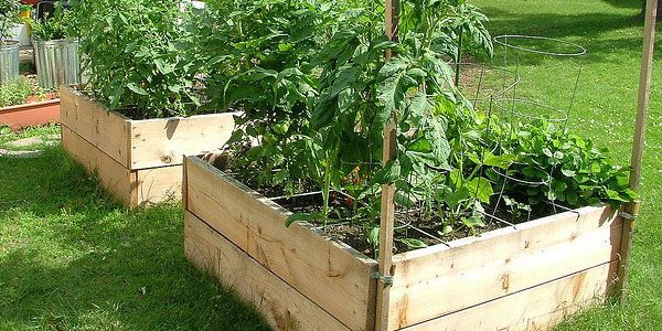 organic-container-gardening-34_17 Органични контейнери градинарство