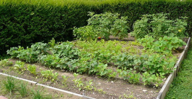 organic-garden-design-ideas-81_14 Идеи за органичен дизайн на градината