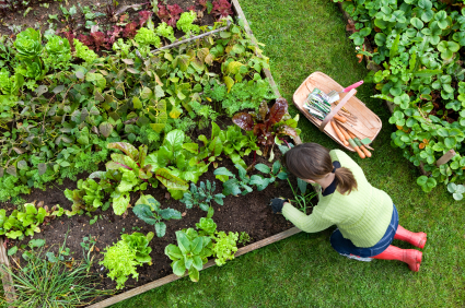 organic-gardening-54 Органично градинарство