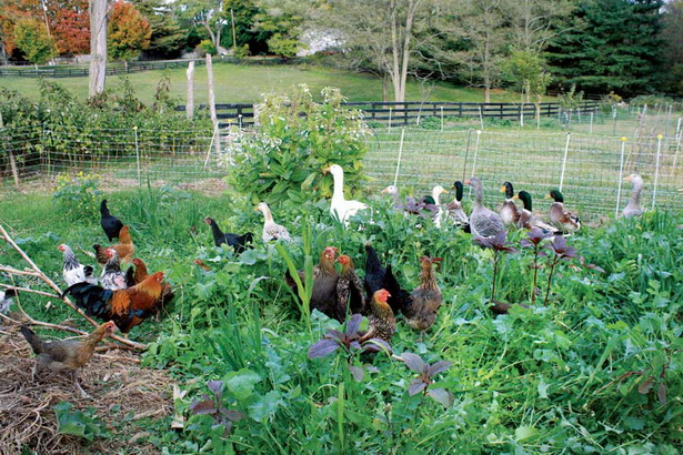 organic-gardening-54_11 Органично градинарство