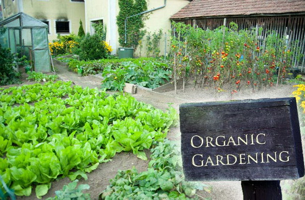organic-gardening-54_17 Органично градинарство
