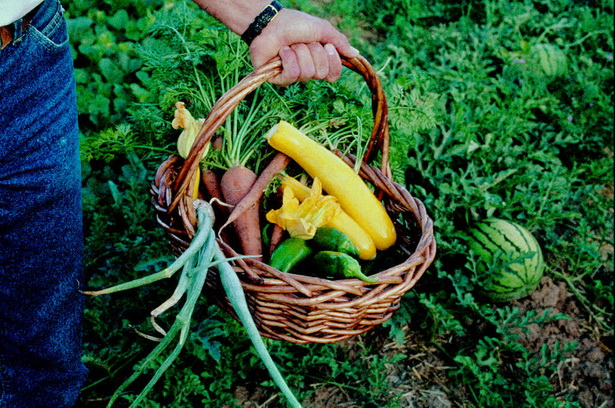 organic-gardening-54_5 Органично градинарство